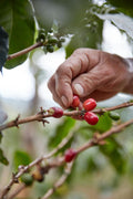 Colombia FUDAM Association | Organic