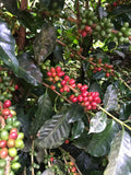 Henry Gaibor | Finca Maputo, Hakuna Matata // Ecuador