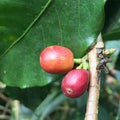 Henry Gaibor | Finca Maputo, Hakuna Matata // Ecuador