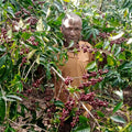 Mr. Berhanu Kurse | Ethiopia