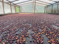Luis Anibal Calderon | Finca Villa Betulia // Colombia