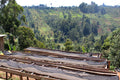 Gondo Factory-Muranga AA | Kenya