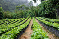 Petronilo Martinez // Finca El Amate | Guatemala
